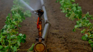 sprinkler based irrigation.jpg